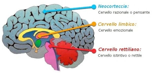 teoria dei tre cervelli